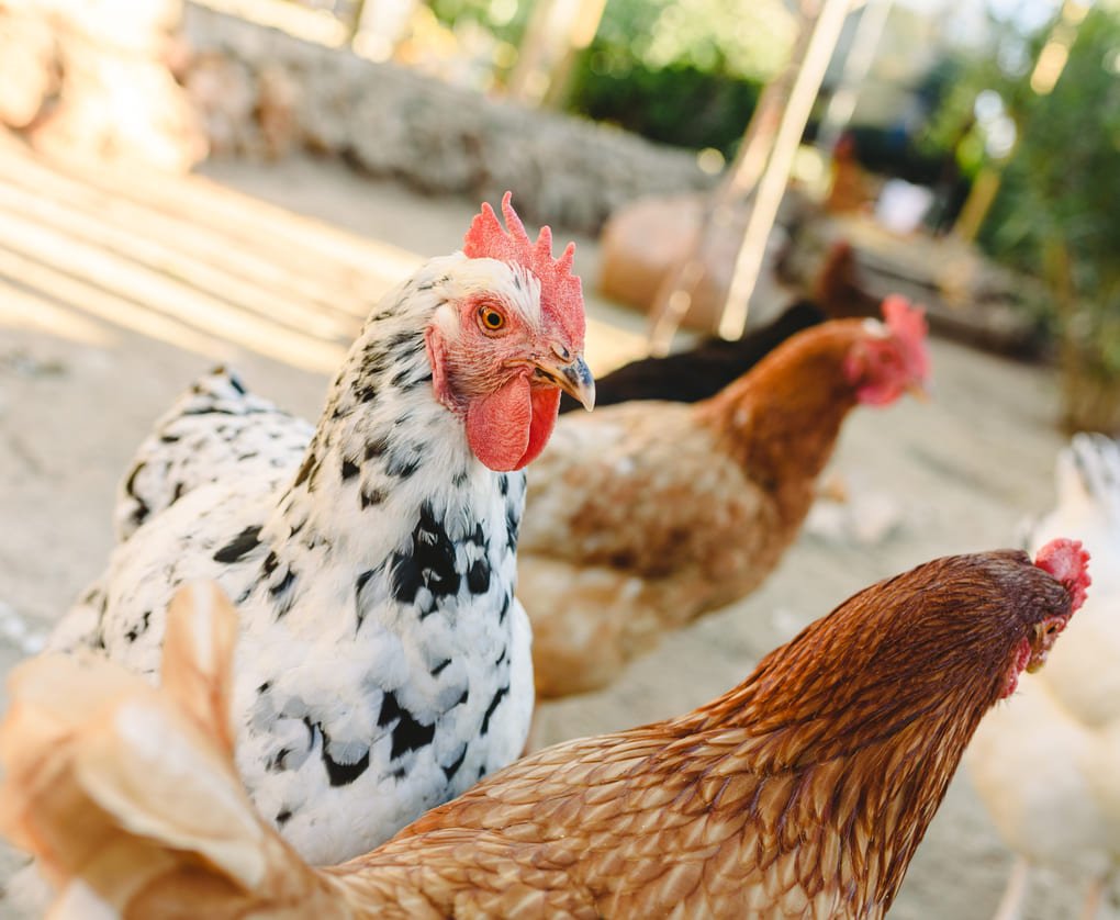 Ferme de Marie Hot Les Landes